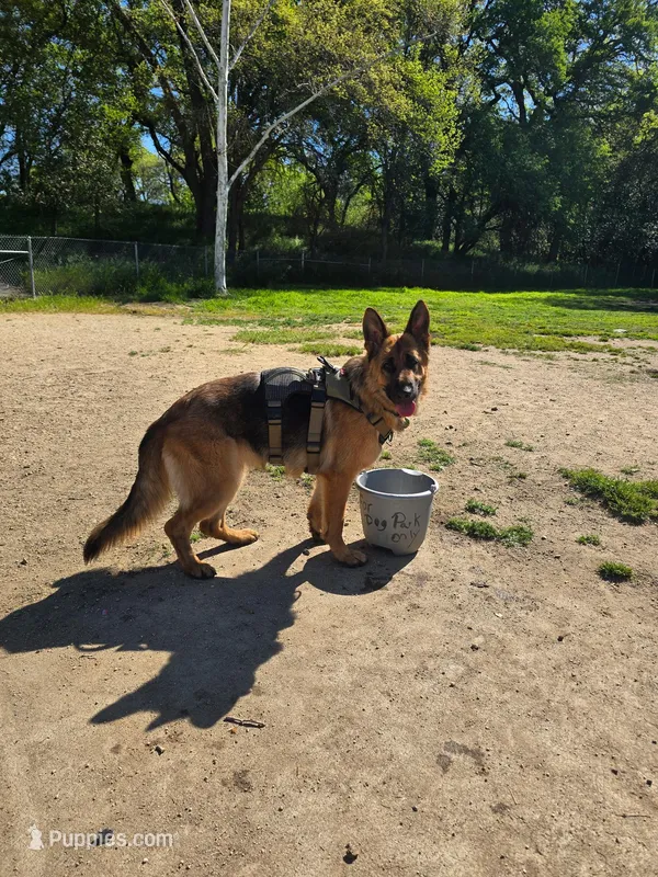 Ophelia – German Shepherd Dog puppy for sale in Sacramento, CA