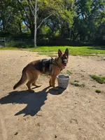 Ophelia, a female German Shepherd Dog for sale in Sacramento, CA – Photo 1 of 10