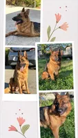 Ophelia, a female German Shepherd Dog for sale in Sacramento, CA – Photo 4 of 10