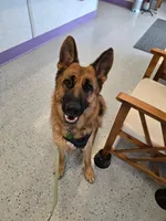 Ophelia, a female German Shepherd Dog for sale in Sacramento, CA – Photo 3 of 10