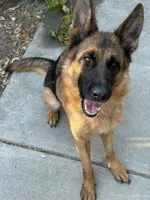 Quincee Von Rechtschaffenheit, a female German Shepherd Dog for sale in Sacramento, CA – 6 of 9