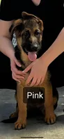 GS puppy Pink collar, a female German Shepherd Dog for sale in Sacramento, CA – Photo 3 of 6