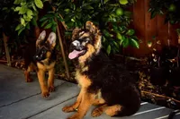 GS long coated female, a female German Shepherd Dog for sale in Sacramento, CA – Photo 4 of 6