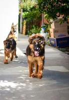 GS long coated female, a female German Shepherd Dog for sale in Sacramento, CA – Photo 1 of 6