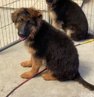 GS long coated female, a female German Shepherd Dog for sale in Sacramento, CA – Photo 2 of 6