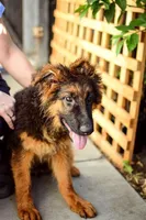 GS long coated female, a female German Shepherd Dog for sale in Sacramento, CA – Photo 3 of 6