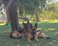 GS long coated female, a female German Shepherd Dog for sale in Sacramento, CA – Photo 5 of 6