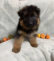 White collar, a female German Shepherd Dog for sale in Sacramento, CA – Photo 7 of 7