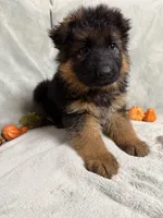 White collar, a female German Shepherd Dog for sale in Sacramento, CA – Photo 5 of 7