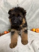 White collar, a female German Shepherd Dog for sale in Sacramento, CA – Photo 1 of 7