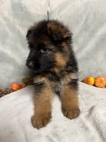 White collar, a female German Shepherd Dog for sale in Sacramento, CA – Photo 3 of 7