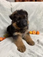 White collar, a female German Shepherd Dog for sale in Sacramento, CA – Photo 6 of 7