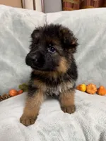 White collar, a female German Shepherd Dog for sale in Sacramento, CA – Photo 4 of 7