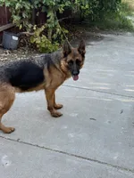 Quincee Von Rechtschaffenheit, a female German Shepherd Dog for sale in Sacramento, CA – 4 of 9