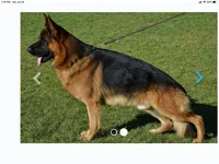 Babak Vom Messina, a male German Shepherd Dog for sale in Sacramento, CA – Photo 10 of 10