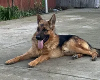Babak Vom Messina, a male German Shepherd Dog for sale in Sacramento, CA – Photo 1 of 10