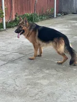 Babak Vom Messina, a male German Shepherd Dog for sale in Sacramento, CA – Photo 5 of 10