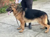 Babak Vom Messina, a male German Shepherd Dog for sale in Sacramento, CA – Photo 2 of 10