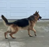 Babak Vom Messina, a male German Shepherd Dog for sale in Sacramento, CA – Photo 6 of 10