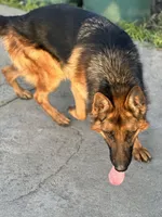 Babak Vom Messina, a male German Shepherd Dog for sale in Sacramento, CA – Photo 9 of 10