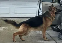 Babak Vom Messina, a male German Shepherd Dog for sale in Sacramento, CA – Photo 3 of 10