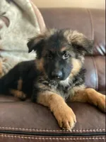 LG Male, a male German Shepherd Dog for sale in Sacramento, CA – Photo 5 of 7