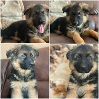 LG Male, a male German Shepherd Dog for sale in Sacramento, CA – Photo 2 of 7