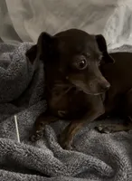 Buffy , a female Dachshund and Chihuahua for sale in Sacramento, CA – 5 of 10