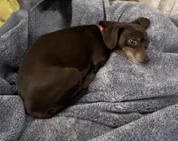 Buffy , a female Dachshund and Chihuahua for sale in Sacramento, CA – 7 of 10