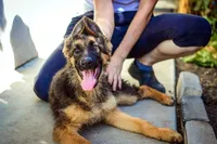 GS female puppy, a female German Shepherd Dog for sale in Sacramento, CA – Photo 6 of 7