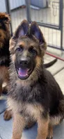 GS female puppy, a female German Shepherd Dog for sale in Sacramento, CA – Photo 5 of 7