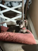 Buffy , a female Dachshund and Chihuahua for sale in Sacramento, CA – 6 of 10