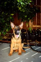 Purebred GS male Puppy 🐶, a male German Shepherd Dog for sale in Sacramento, CA – Photo 10 of 10