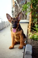 Purebred GS male Puppy 🐶, a male German Shepherd Dog for sale in Sacramento, CA – Photo 6 of 10