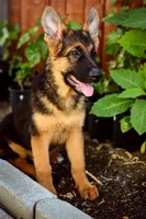 Purebred GS male Puppy 🐶, a male German Shepherd Dog for sale in Sacramento, CA – Photo 8 of 10