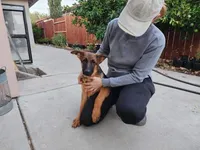 Purebred GS male Puppy 🐶, a male German Shepherd Dog for sale in Sacramento, CA – Photo 4 of 10