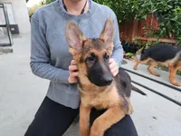 Purebred GS male Puppy 🐶, a male German Shepherd Dog for sale in Sacramento, CA – Photo 5 of 10