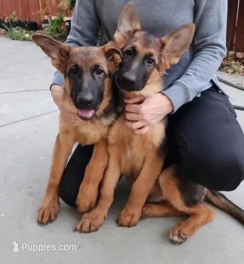 Purebred GS male Puppy 🐶