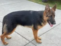 Bella, a female German Shepherd Dog for sale in Sacramento, CA – Photo 8 of 9