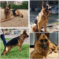 Bella, a female German Shepherd Dog for sale in Sacramento, CA – Photo 2 of 9