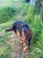 Bella, a female German Shepherd Dog for sale in Sacramento, CA – Photo 9 of 9