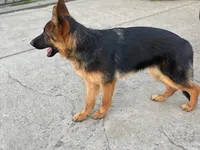 Bella, a female German Shepherd Dog for sale in Sacramento, CA – Photo 4 of 9