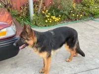 Bella, a female German Shepherd Dog for sale in Sacramento, CA – Photo 6 of 9
