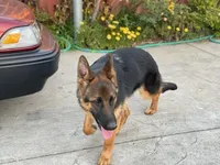 Bella, a female German Shepherd Dog for sale in Sacramento, CA – Photo 5 of 9