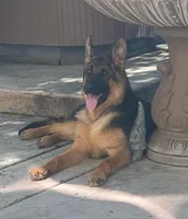 Bella, a female German Shepherd Dog for sale in Sacramento, CA – Photo 3 of 9