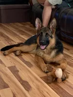 Bella, a female German Shepherd Dog for sale in Sacramento, CA – Photo 1 of 9