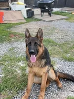 Bella, a female German Shepherd Dog for sale in Sacramento, CA – Photo 7 of 9