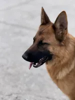 Zara Vom Galleon, a female German Shepherd Dog for sale in Sacramento, CA – Photo 2 of 10