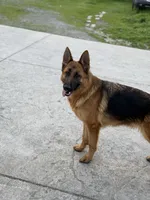 Zara Vom Galleon, a female German Shepherd Dog for sale in Sacramento, CA – Photo 4 of 10