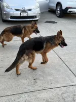 Zara Vom Galleon, a female German Shepherd Dog for sale in Sacramento, CA – Photo 10 of 10